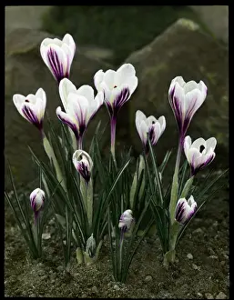 Crocus: Crocus Versicolor
