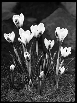 Crocus: Crocus Versicolor