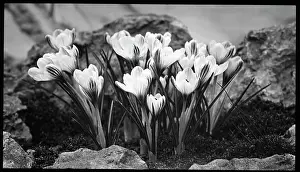 Rockery: Crocus Versicolor in a rockery