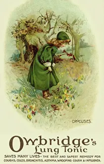 Owbridge: Crocuses