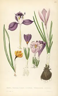 Nivalis: Crocuses, Croci