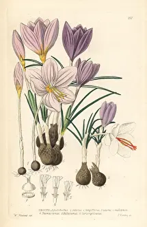 Croci: Crocuses, Croci