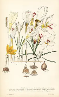 Striatus: Crocuses, Croci