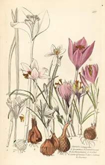 Croci: Crocuses, Croci