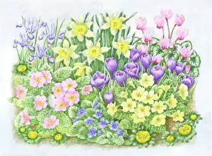 Primroses: Crocuses, Cyclamen, Irises, Violets etc