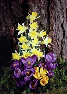 Pullen: Crocuses and Daffodils in front of tree trunk
