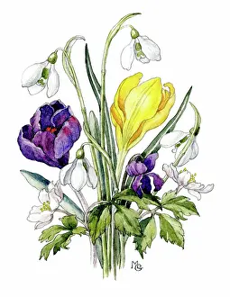 Crocuses: Crocuses, snowdrops and anemones