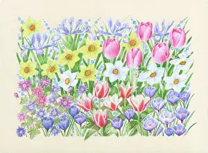 Crocuses: Crocuses, Tulips, Narcissi, Irises etc