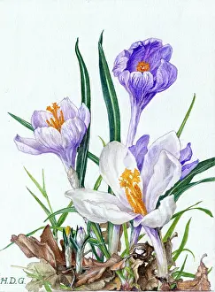 Crocuses: Crocuses ' three white and purple crocuses