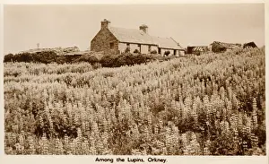 Crofter: Crofters Cottage, Orkney