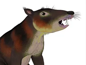 Shrew: Cronopio mammal headshot, with white background