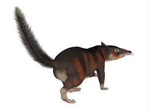 Shrew: Cronopio mammal tail, on white background
