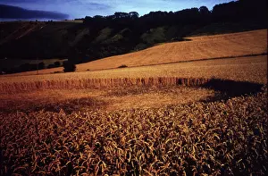 Westbury: CROP CIRCLE 1987