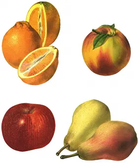 Peach: Crop of Fresh Fruits