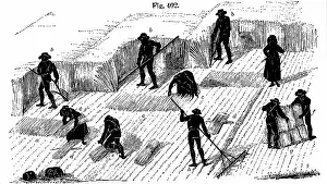 Stook: Crop Rotation: Harvesting corn. In Norfolk 4 course