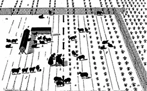 Roots: Crop Rotation: Sheep on a break of turnips. In