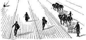 Labourers: Crop Rotation: Sowing and harrowing corn. In Norfolk