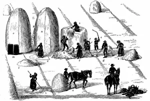 Often: Crop Rotation: Threshing rye grass for seed. In