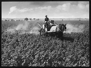 Preventative: CROP-SPRAYING POTATOES