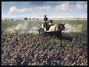Preventative: CROP-SPRAYING POTATOES