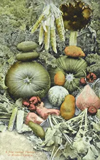 Squash: A crop of vegetables - Western Canada