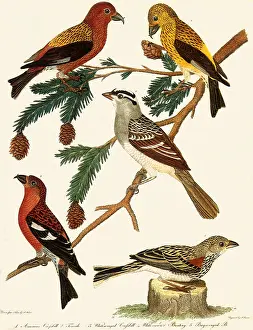 Hemlock: Cross-bills on a Hemlock Branch