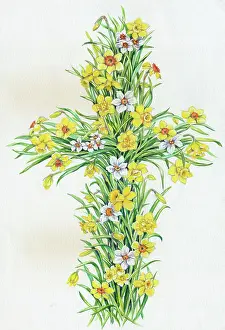 Narcissi: Cross of Daffodils and Narcissi