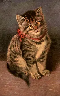 Cocked: Cross-eyed Tabby Kitten