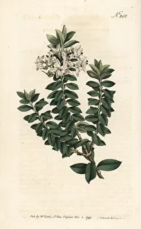 Sansom: Cross-leav'd speedwell, Veronica decussata