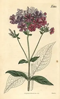 Phlox: Cross-leaved phlox or lychnidea, Phlox acuminata