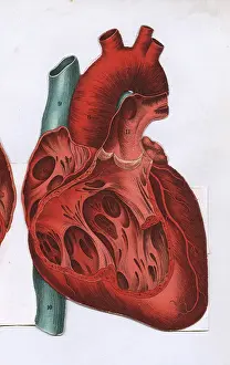Dissected: Cross section of a heart