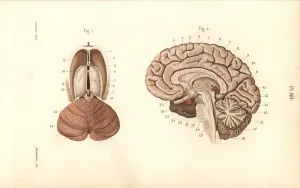 Leveille: Cross sections through the brain