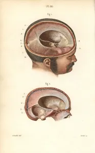 Leveille: Cross sections through the skull