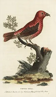 Loxia: Crossbill, Loxia curvirostra