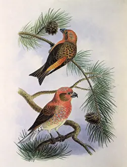 Doves: Crossbill, Loxia curvirostris