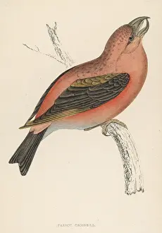 Recognised: CROSSBILL (MORRIS)