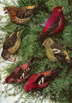 Cones: Crossbills Feeding