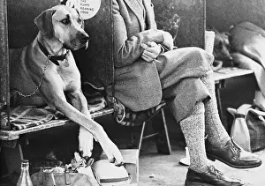 Amusing: Crossed legs at a Manchester Dog Show