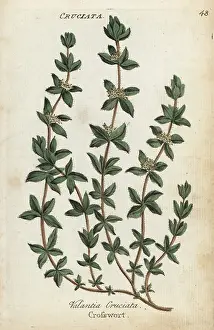 Principally: Crosswort, Cruciata laevipes