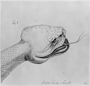 Herpetology: Crotalus adamanteus, eastern diamondback rattlesnake