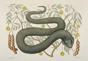 Rattlesnake: Crotalus sp. black viper