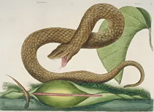 Rattlesnake: Crotalus sp. brown viper