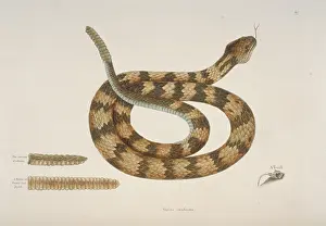 Rattlesnake: Crotalus sp. rattlesnake