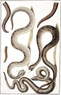 Curl: Crotalus sp. rattlesnake