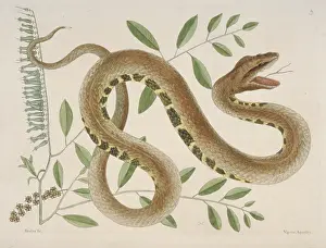 Rattlesnake: Crotalus sp. water viper
