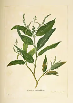 Euphorbiaceae: Croton compressus