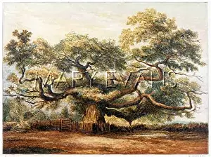 Addlestone: CROUCH OAK ADDLESTONE