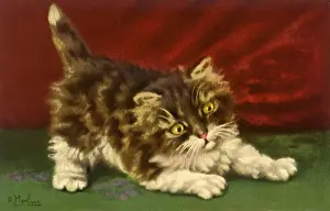 Fuzzy: Crouching Kitten