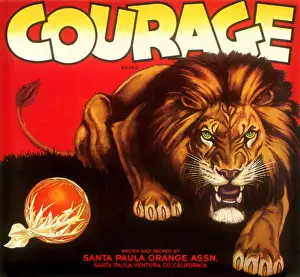Pounce: Crouching Lion