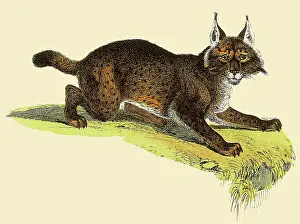 Claws: Crouching LynX